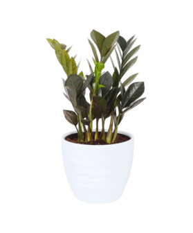 Advi Decorative Zamioculcas Zamiifolia Plant