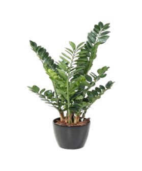 Healthy Vibe Green Zamia Zamioculas