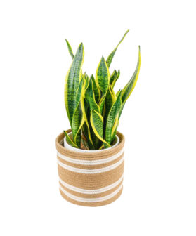 ExoticRarePlants Small Jute Modern Plant
