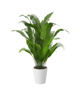 Little Krimson Aspidistra Indoor Plant