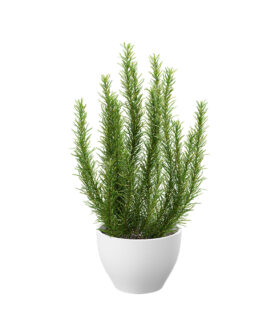 Posh Garden Rosemary Indoor Plant
