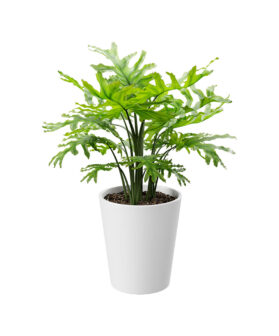 Royal Land Tree Philodendron Plant