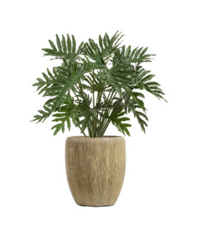 Philo Alobtt Artificial New Xanadu Plant