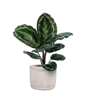 Natural, Fresh Caladium Potted Plant