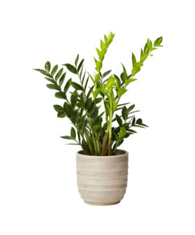 Noreva Hoya Cloud Farm ZZ Plant