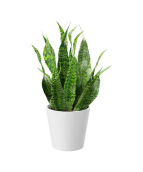 Dracaena Trifasciata Big Ornamental Plant