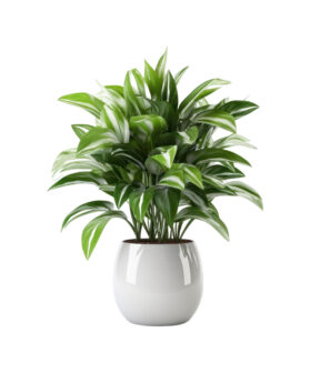 Simple Natural Aglaonema Outdoor Plant
