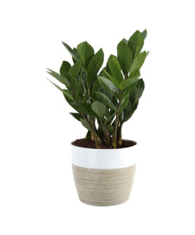 Zamioculcas Rospicta Fresh Indoor Plants