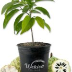 %d9%82%d8%b4%d8%b7%d8%a9