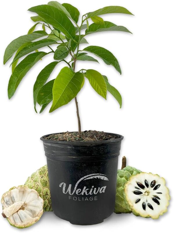 71hpuPU-VeL._AC_UF894,1000_QL80_