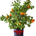 %d8%a8%d8%b1%d8%aa%d9%82%d8%a7%d9%84-%d9%85%d9%8a%d9%86%d9%8a