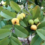 %d8%ac%d9%88%d8%a7%d9%81%d8%a9