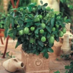 %d9%84%d9%8a%d9%85%d9%88%d9%86-%d8%a3%d8%a8%d9%88-%d8%b2%d9%87%d9%8a%d8%b1%d8%a9