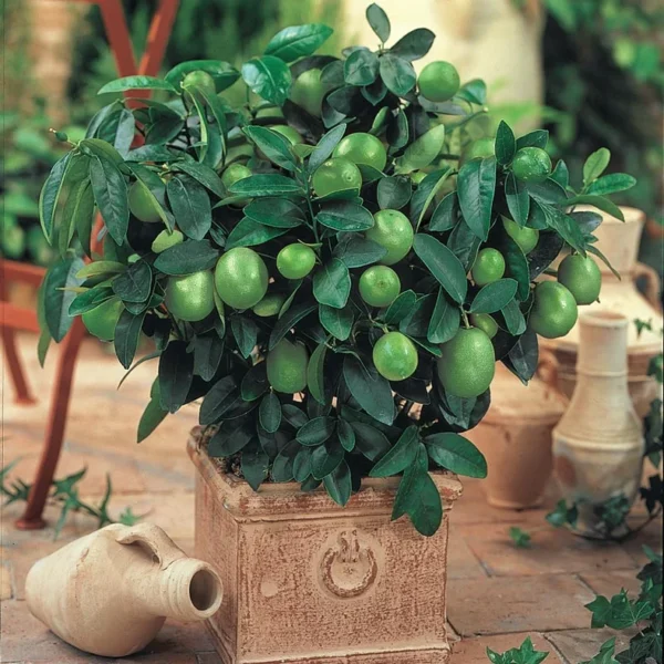 Citrus-aurantiifolia-3