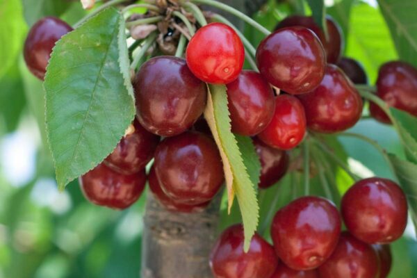 How-to-Grow-and-Care-for-Fruiting-Cherry-Trees-Featured
