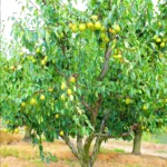 %d9%83%d9%85%d8%ab%d8%b1%d9%89