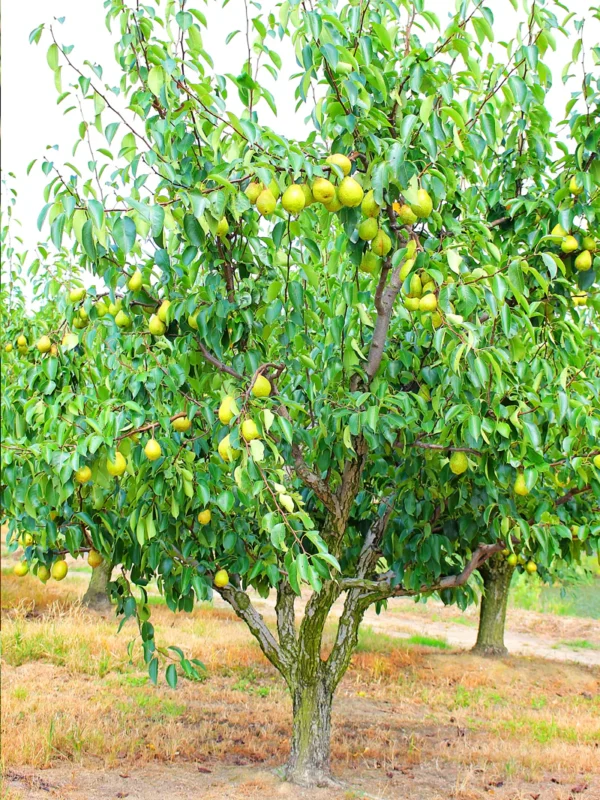 Pear_Lifestyle_2_PMG