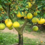 %d8%a8%d9%88%d9%85%d9%84%d9%8a