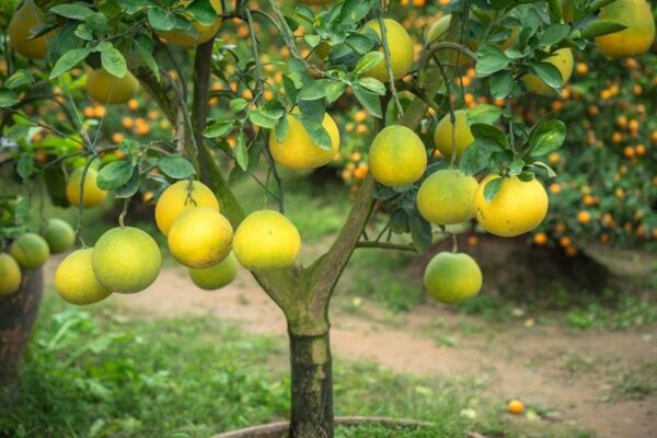 Pomelo-tree-in-orchard-800x533