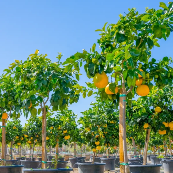 RedGrapefruitTrees