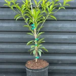 %d8%aa%d8%b4%d9%8a%d9%83%d9%88