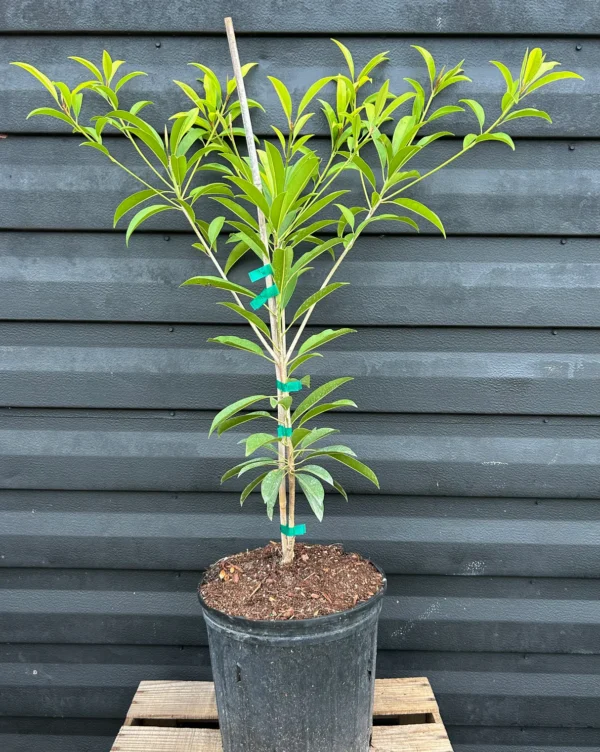 Sapodilla-Butterscotch-3Gal