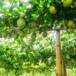 %d8%a8%d8%a7%d8%b4%d9%86-%d9%81%d8%b1%d9%88%d8%aa