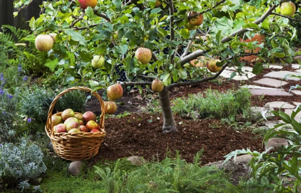 fruit_trees_xl-1
