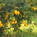 %d9%84%d9%8a%d9%85%d9%88%d9%86-%d8%a3%d9%86%d8%b8%d8%a7%d9%84%d9%8a%d8%a7