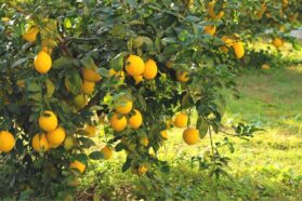 ليمون أنظاليا