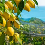 %d8%aa%d8%b1%d9%86%d8%ac