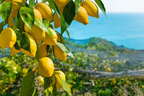 lemon_tree_3