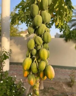 بابايا ريدليدى