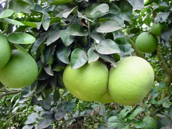 بوملى