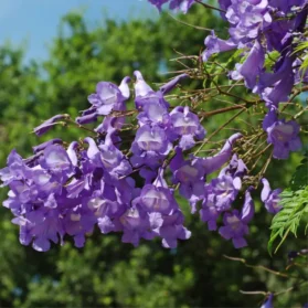 جكراندا