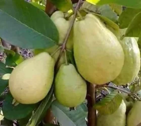 جوافة بناتى