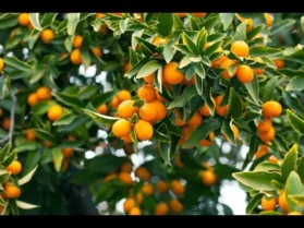 كيموكوات  18 شهر