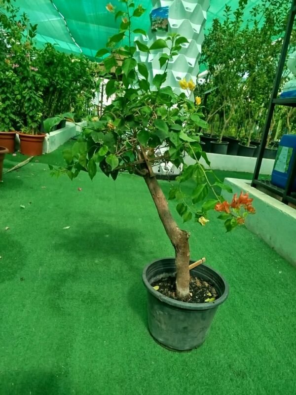 WhatsApp Image 2026-10-03 at 10.18.18 AM